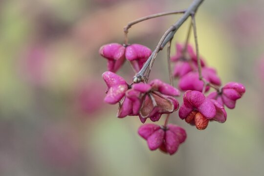 Peacock, spindle bush (Euonymus europaeus), fruit stand, Emsland, Lower Saxony, Germany