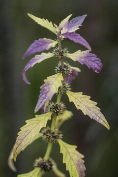 Wolfsbane (Lycopus europaea), Emsland, Lower Saxony, Germany