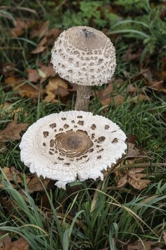 Large umbrella mushroom, Parasol (Macrolepiota procera), Emsland, Lower Saxony, Germany