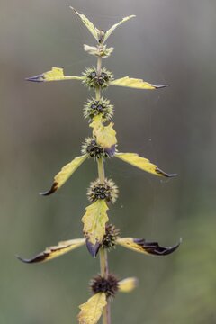 Wolfsbane (Lycopus europaea), Emsland, Lower Saxony, Germany