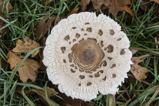 Large umbrella mushroom, Parasol (Macrolepiota procera), Emsland, Lower Saxony, Germany