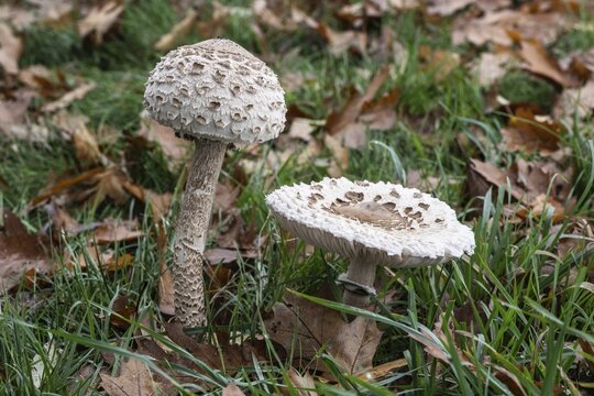 Large umbrella mushroom, Parasol (Macrolepiota procera), Emsland, Lower Saxony, Germany