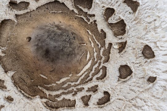 Large umbrella mushroom, Parasol (Macrolepiota procera), Emsland, Lower Saxony, Germany
