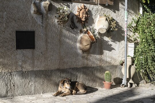Domestic dog (Canis lupus familiaris) lying in front of a house wall decorated with kerakik, Scopello, Sicily, Italy