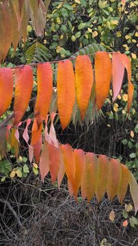 Close-up of sumac branches with vibrant autumn leaves transitioning from green to red. Set in a forest with soft sunlight and a winding path, this image captures seasonal beauty and natural detail.