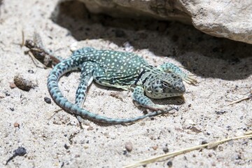 Collared iguana (Crotaphytus collaris), captive, Germany