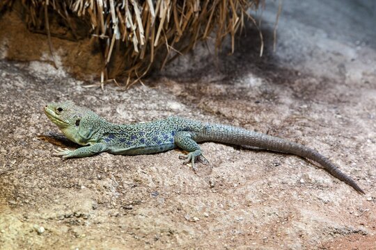 Pearl lizard (Timon lepidus), captive, Germany