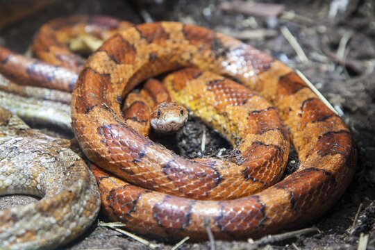 Corn snake (Pantherophis guttatus), captive, Germany