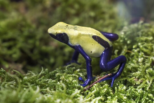 Dyer's frog (Dendrobates tinctorius), captive, Germany