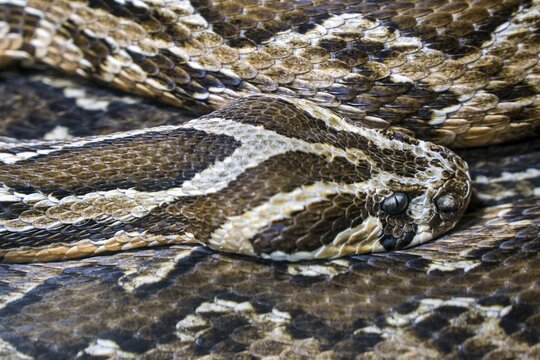 Palestine viper (Daboia palaestinae), captive, Germany