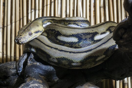Reticulated python (Malayopython reticulatus), curled, captive, Germany