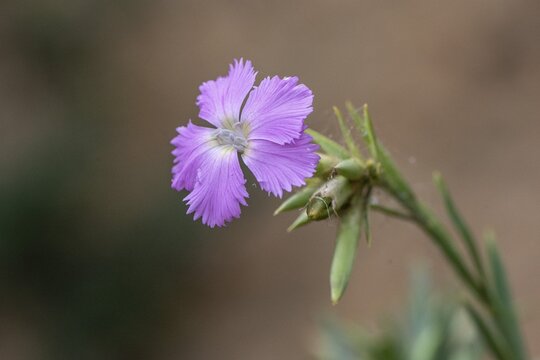 Carnation (Dianthus rupicola), Sicily, Italy