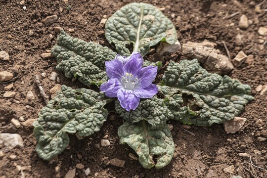 Mandrake root (Mandragora officinarum), Sicily, Italy