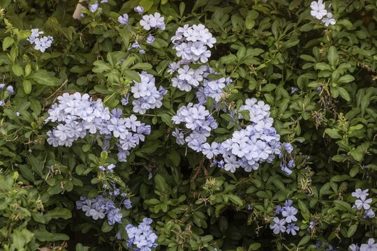 Cape plumbago (Plumbago auriculata), Sicily, Italy