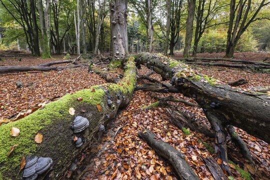 Tinder fungus (Fomes fomentarius) on beech deadwood, Emsland, Lower Saxony, Germany
