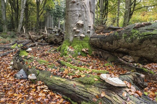 Tinder fungus (Fomes fomentarius) on beech deadwood, Emsland, Lower Saxony, Germany