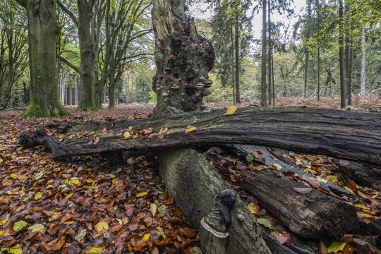 Tinder fungus (Fomes fomentarius) on beech deadwood, Emsland, Lower Saxony, Germany