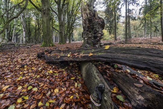 Tinder fungus (Fomes fomentarius) on beech deadwood, Emsland, Lower Saxony, Germany
