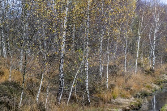 Birches (Betula pendula) in the moor, Emsland, Lower Saxony, Germany