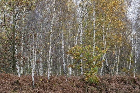 Birches (Betula pendula) in the moor, Emsland, Lower Saxony, Germany