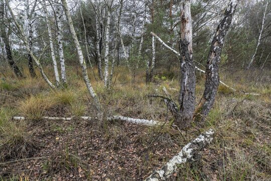 Birches (Betula pendula) in the moor, Emsland, Lower Saxony, Germany