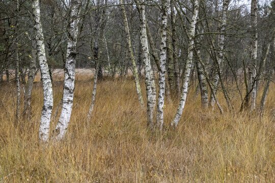 Birches (Betula pendula) in the moor, Emsland, Lower Saxony, Germany