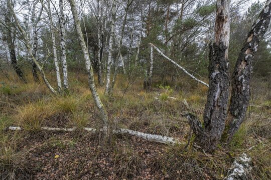 Birches (Betula pendula) in the moor, Emsland, Lower Saxony, Germany