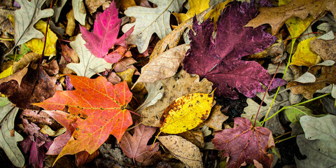 Autumn leave background. Yellow and orange colors are caused by pigments called carotenoids which become visible when chlorophyll breaks down. Vibrant, beautiful fall background banner with copy space