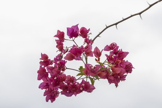 Oleander (Nerium oleander), Sicily, Italy