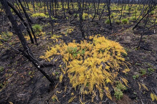Fern growing on ash, burnt forest, Klondike Highway, Yukon, Canada