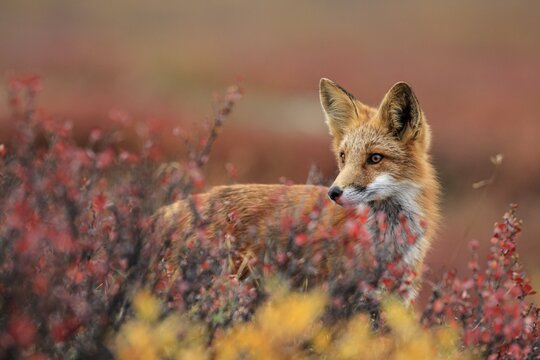 Red fox (Vulpes vulpes), fox, standing in autumnal tundra, Dempster Highway, Yukon, Canada
