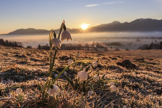 Flowers at sunrise, frost, fog, mountain landscape, spring, rays of sunshine, Marchberry (Leucojum vernum), Loisach-Lake Kochel-Moor, Bavaria, Germany
