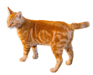 A young handsome red-haired cat on white
