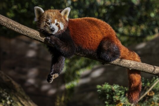 Red panda (Ailurus), lying on a branch, captive, Baden-W&uuml;rttemberg, Germany