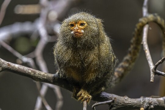 Pygmy marmoset (Cebuella) sitting on a branch, captive, Baden-W&uuml;rttemberg, Germany