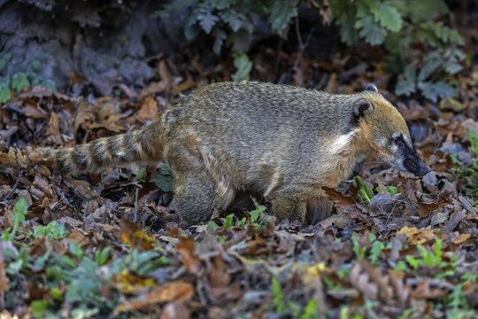 Coati (Nasua), captive, Baden-W&uuml;rttemberg, Germany
