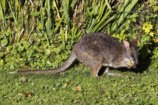 Kangaroo (Macropodidae), captive, Baden-Württemberg, Germany