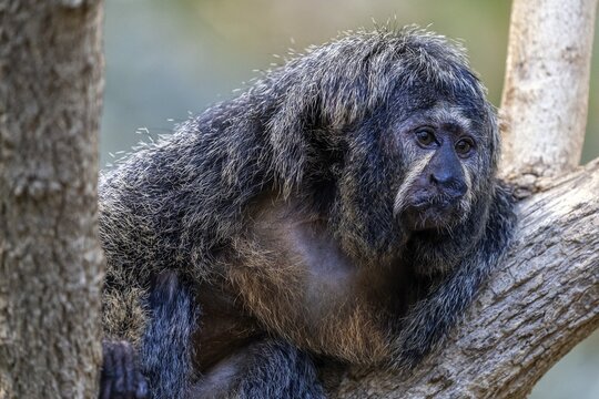 Monk monkey (Pithecia monachus), sitting on a branch, captive, Baden-W&uuml;rttemberg, Germany