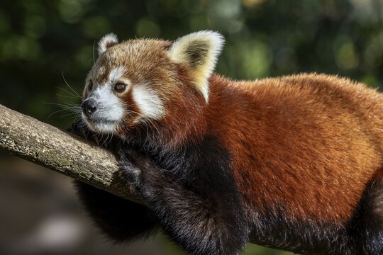 Red panda (Ailurus), lying on a branch, captive, Baden-W&uuml;rttemberg, Germany