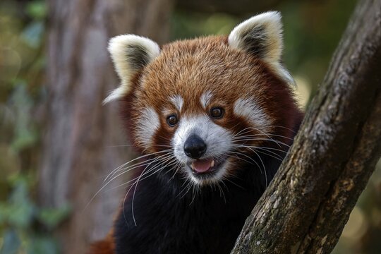 Red panda (Ailurus), portrait, captive, Baden-W&uuml;rttemberg, Germany