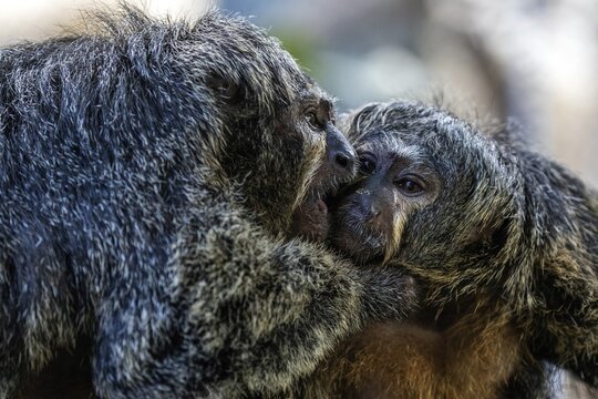 Monk monkeys (Pithecia monachus), male and female, captive, Baden-W&uuml;rttemberg, Germany