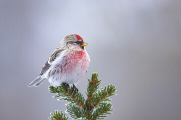 Redpoll, Acanthis flammea