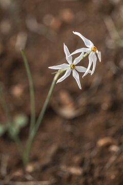 Dainty narcissus (Narcissus elegans), Sicily, Italy