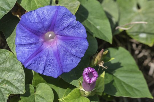 Black bindweed (Ipomoea tricolor), Sicily, Italy