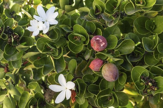Natal plum (Carissa macrocarpa), Sicily, Italy