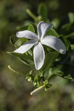 Natal plum (Carissa macrocarpa), Sicily, Italy