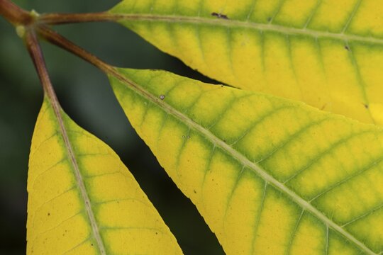 Shrub chestnut (Aesculus parviflora, autumn foliage, Speyer, Rhineland-Palatinate, Germany