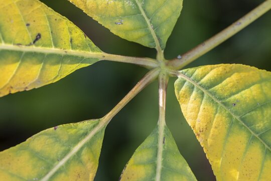 Shrub chestnut (Aesculus parviflora, autumn foliage, Speyer, Rhineland-Palatinate, Germany