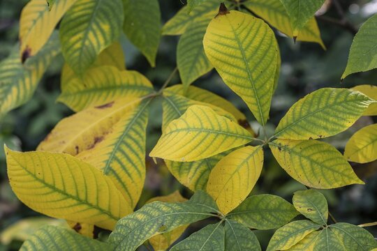 Shrub chestnut (Aesculus parviflora, autumn foliage, Speyer, Rhineland-Palatinate, Germany