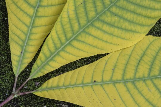 Shrub chestnut (Aesculus parviflora, autumn foliage, Speyer, Rhineland-Palatinate, Germany